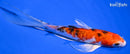 6.5" HEISEI NISHIKI BUTTERFLY