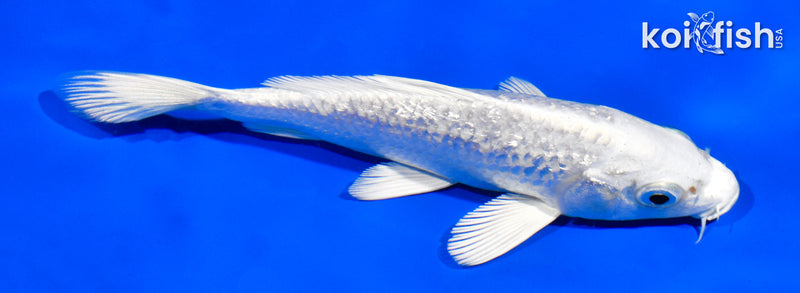 5.5" GINRIN PLATINUM OGON
