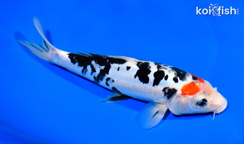 8.5" DOITSU SANKE