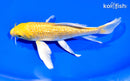 7.25" GINRIN YAMABUKI OGON BUTTERFLY