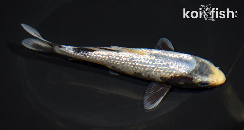 6.5" GINRIN MATSUKAWABAKE