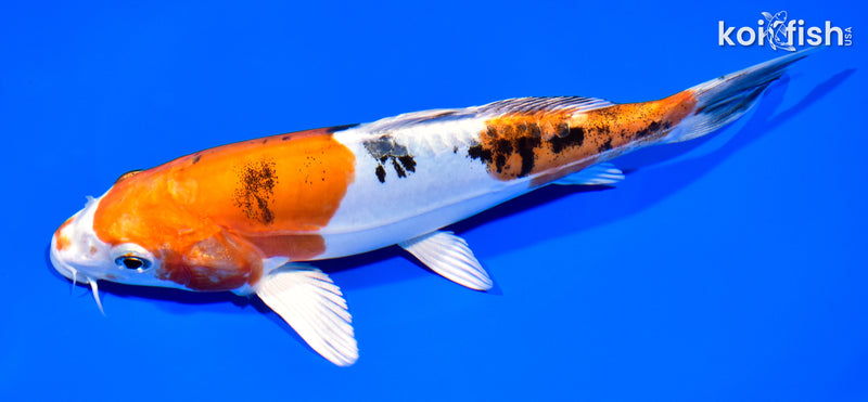 7.75" HEISEI NISHIKI