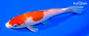 7.25" KOHAKU
