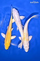 PACK OF (3) 6.5-7" STANDARD KOI