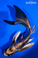 8.25" ARAGOKE KIKOKURYU BUTTERFLY