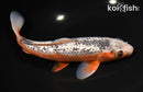 8.5" GINRIN ASAGI