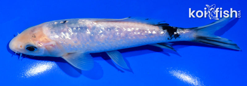 5.5" GINRIN SHIRO BEKKO