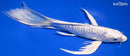 8.5" DOITSU PLATINUM OGON BUTTERFLY