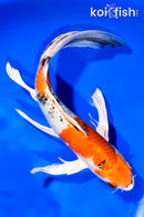 9.5" YAMATO NISHIKI BUTTERFLY