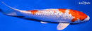 7.25" GINRIN HARIWAKE