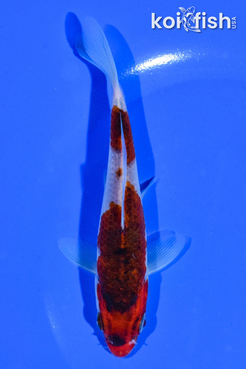 5" GOROMO