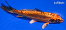 6" BENI KIKOKURYU