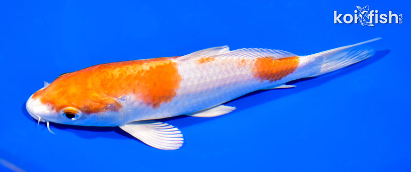7.25" HARIWAKE
