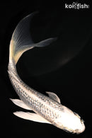 5.75" GINRIN GIN MATSUBA BUTTERFLY