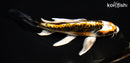 7.25" ARAGOKE BENI KIKOKURYU BUTTERFLY