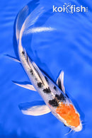 7" YAMATO NISHIKI BUTTERFLY