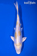 7.75" DOITSU LEMON HARIWAKE