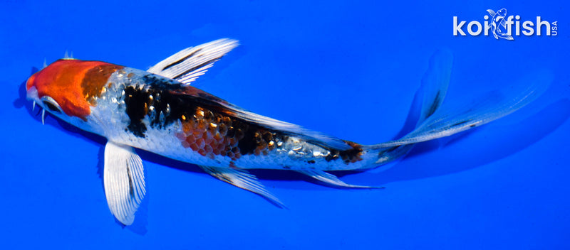 5" GINRIN YAMATO NISHIKI BUTTERFLY