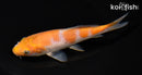 5.75" OCHIBA SHIGURE