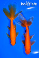 PACK OF (5) 6-6.25" WAKIN GOLDFISH