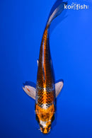 7.5" BENI GINGA