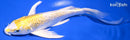 8" GINRIN LEMON HARIWAKE BUTTERFLY