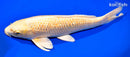 13.75" GINRIN YAMABUKI OGON