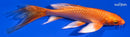 5.5" ORENJI OGON BUTTERFLY