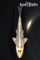 4.5" ARAGOKE BENI KIKOKURYU