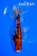 6.75" CALICO WATONAI GOLDFISH