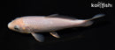 6.5" SORAGOI