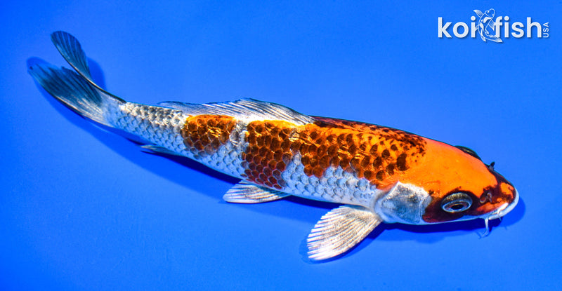 7.5" GINRIN BENI GINGA