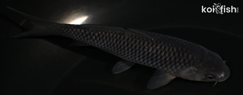 4.25" SORAGOI