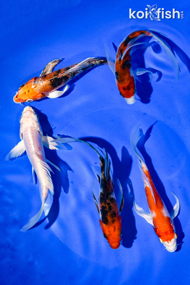 PACK OF (5) 5" BUTTERFLY KOI