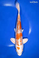 9" GINRIN KUJAKU