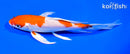 6.75" HARIWAKE BUTTERFLY