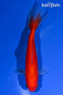 4.5" WAKIN GOLDFISH