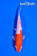 4.5" HARIWAKE