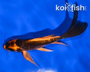 5.75" ORENJI MATSUBA BUTTERFLY