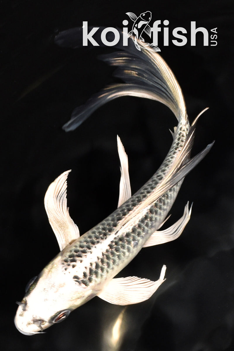 7.25" GIN MATSUBA BUTTERFLY