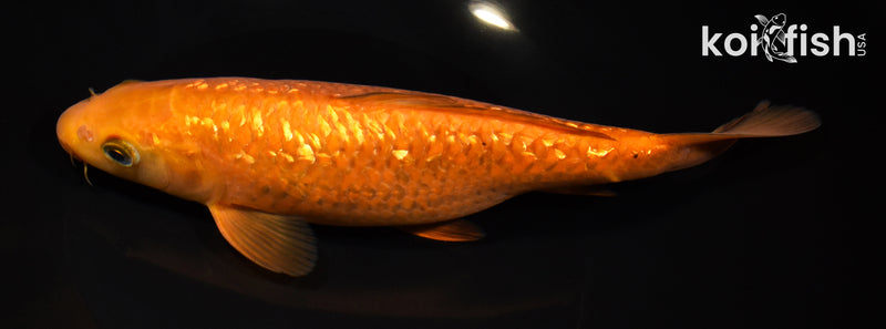 8.5" GINRIN CHAGOI