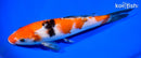 8" SANKE
