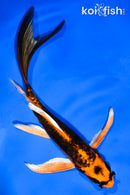 6" BENI KIKOKURYU BUTTERFLY