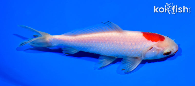 5.5" WAKIN GOLDFISH
