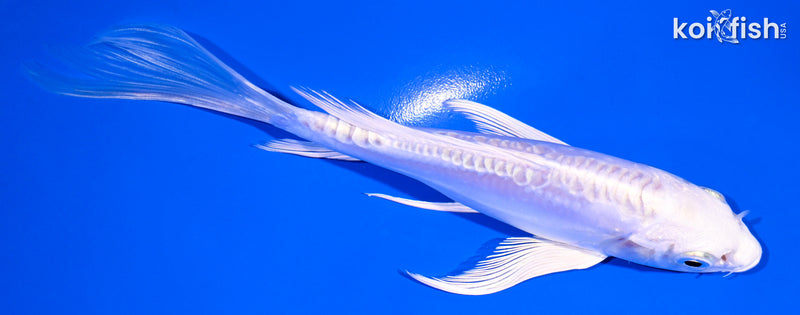 5.75" DOITSU PLATINUM OGON BUTTERFLY