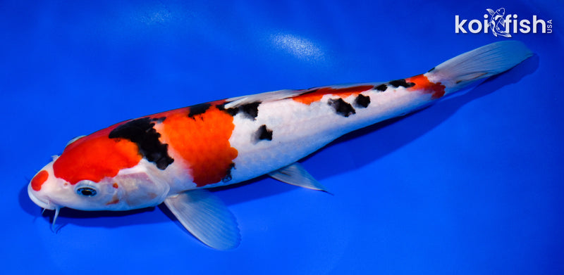 11.25" SANKE