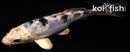 5.5" DOITSU GIN SHIRO BEKKO