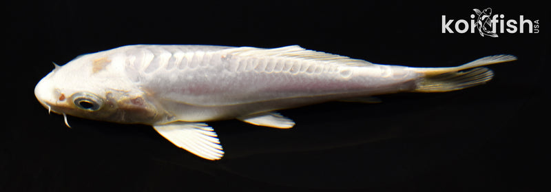 5.25" DOITSU PLATINUM OGON