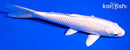 6.5" PLATINUM OGON