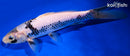 8.75" MATSUKAWBAKE